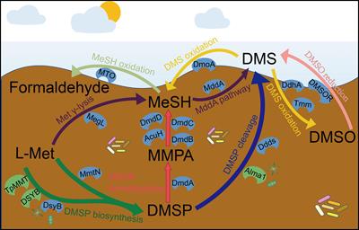 Metagenomic Insights Into the Cycling of Dimethylsulfoniopropionate and Related Molecules in the Eastern China Marginal Seas